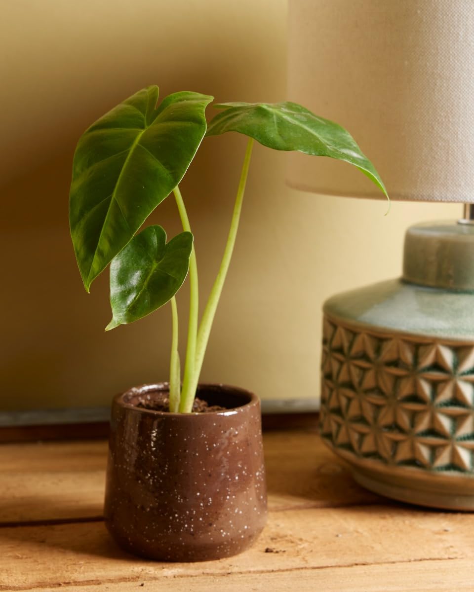 plnts-babyplnts-alocasia-golden-lutea-babypflanze-10cm image 5