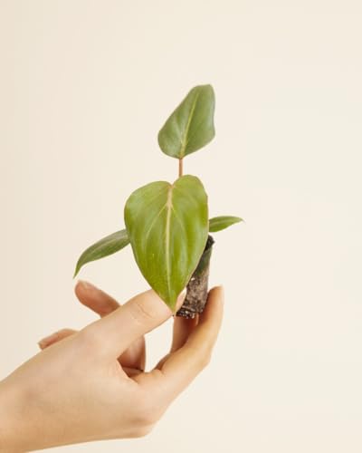 plnts-babyplnts-philodendron-gloriosum-dark-form-baby-10cm image 8