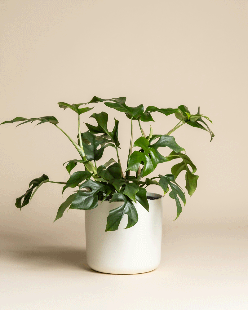 feey-variado-monstera-minima-zimmerpflanze-ohne-bertopf image 7