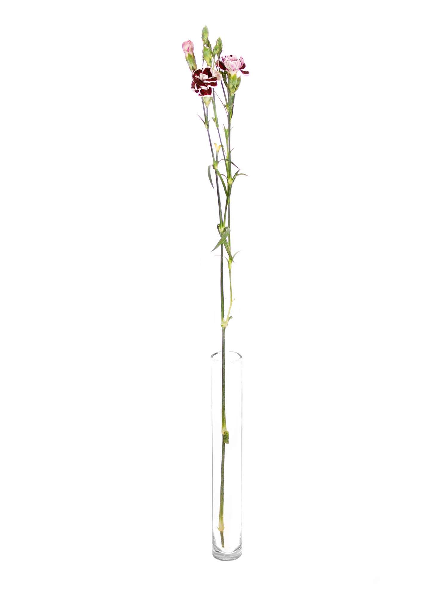 blumigo-nelken-black-jack-schnittblume-violett-schwarz image 3