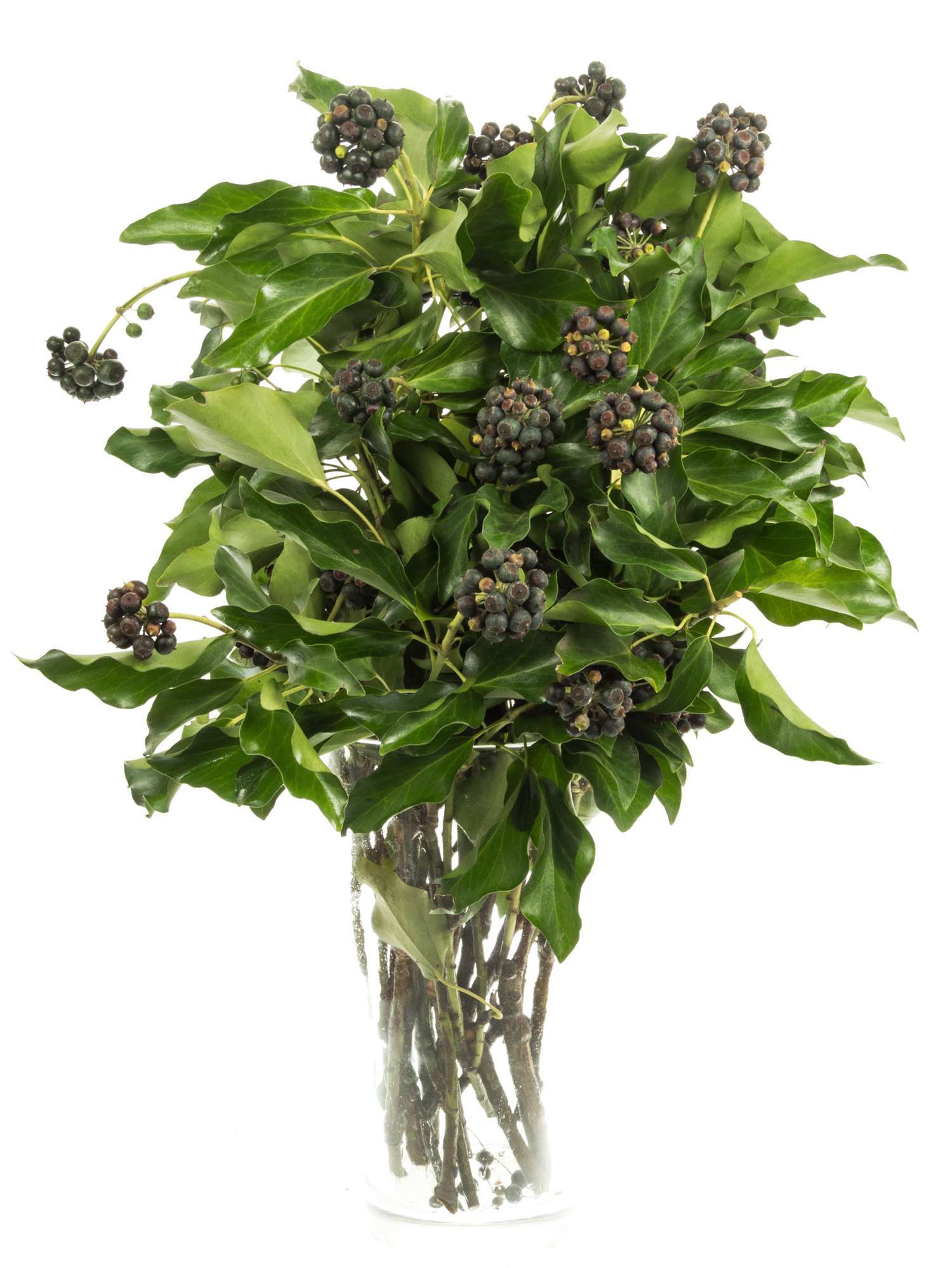 blumigo-blattwerk-efeu-mit-beeren-bindegr-n-frischgr-n image 3
