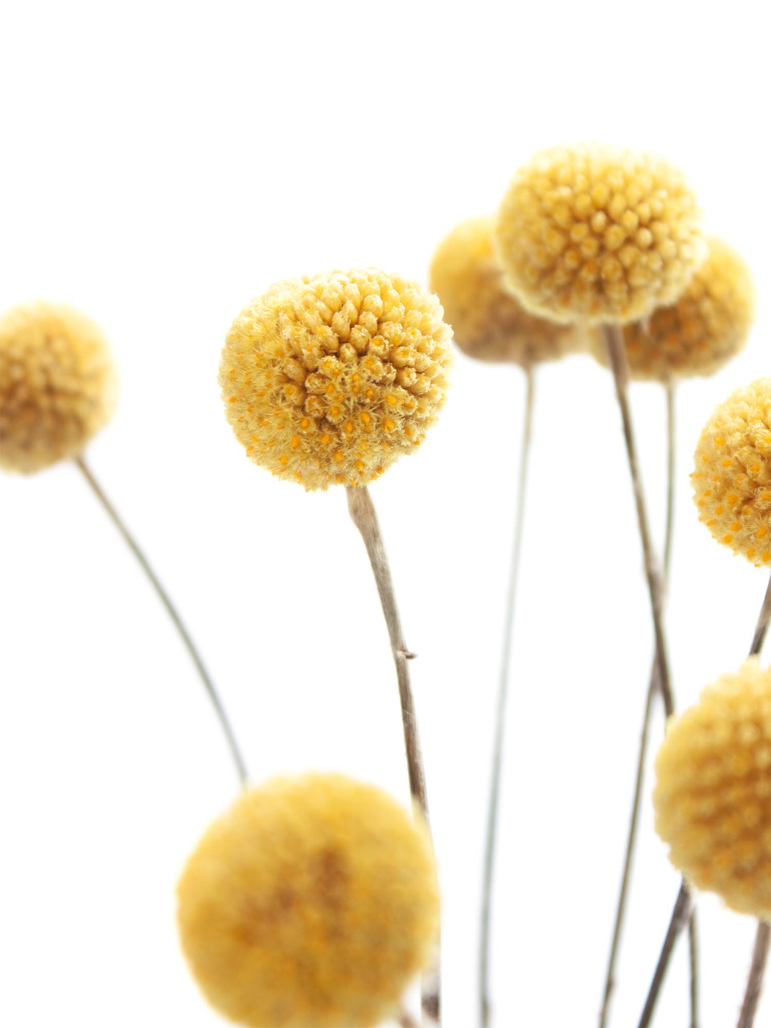 blumigo-trockenblumen-craspedia-gelb-getrocknet-natur image 5