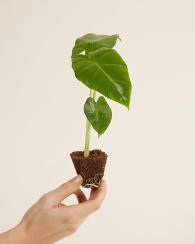 plnts-babyplnts-alocasia-golden-lutea-babypflanze-10cm image 7