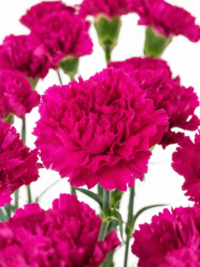 blumigo-nelken-ferieta-nelke-pink image 1