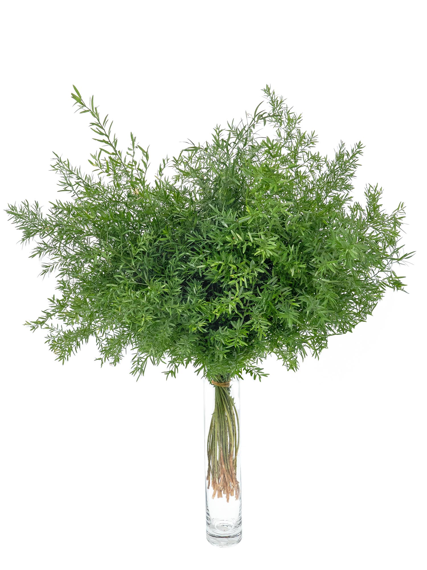 blumigo-asparagus-cwebe-schnittgr-n-f-llgr-n image 2