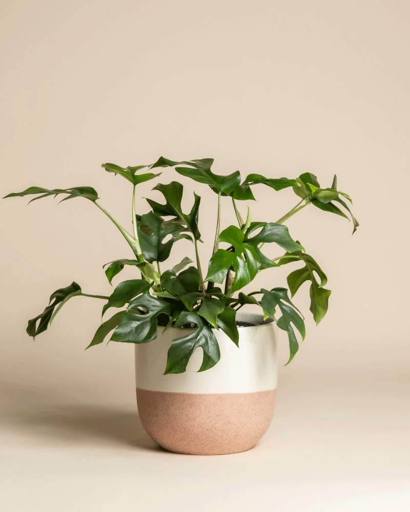 feey-variado-monstera-minima-zimmerpflanze-ohne-bertopf image 5