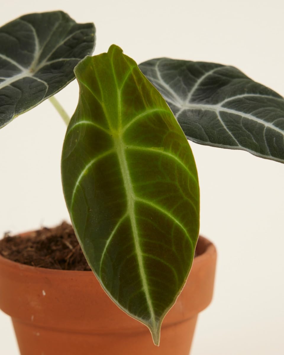 plnts-babyplnts-alocasia-black-velvet-zimmerpflanze-10-cm image 5