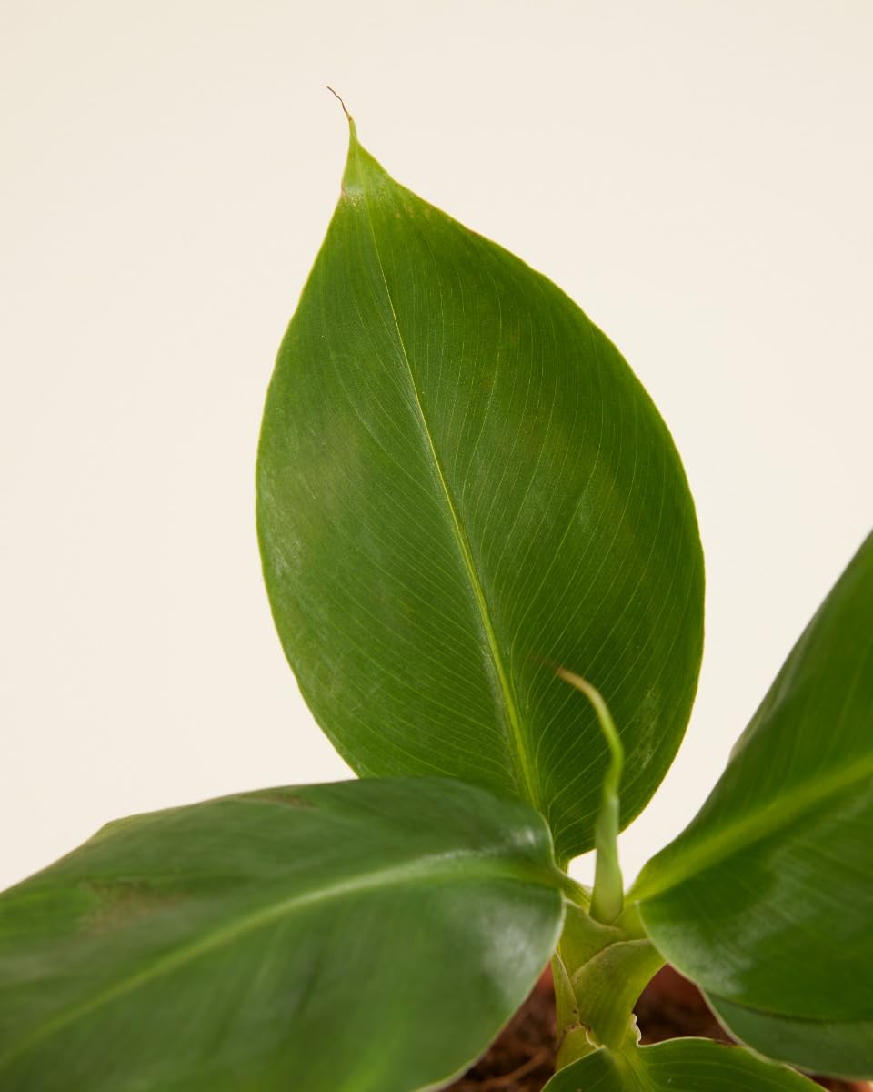 plnts-babyplnts-musa-dwarf-bananenpflanze-mini-15cm image 4