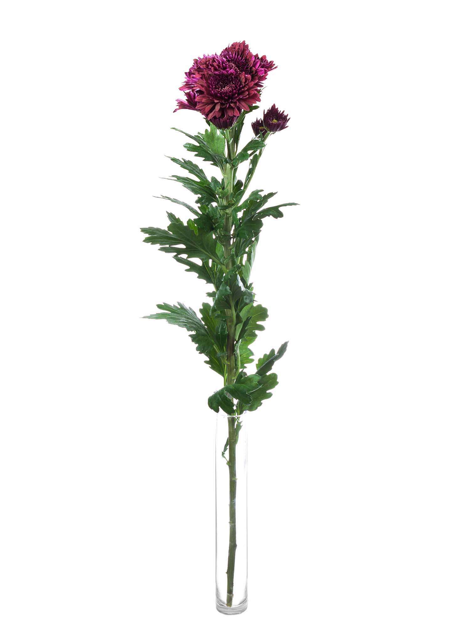 blumigo-herbstdeko-herbstastern-smokey-schnittblume-dunkelviolett image 3