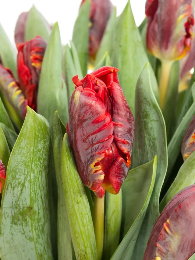 blumigo-rococo-tulpen-papagei-rot-frisch-haltbar image 1