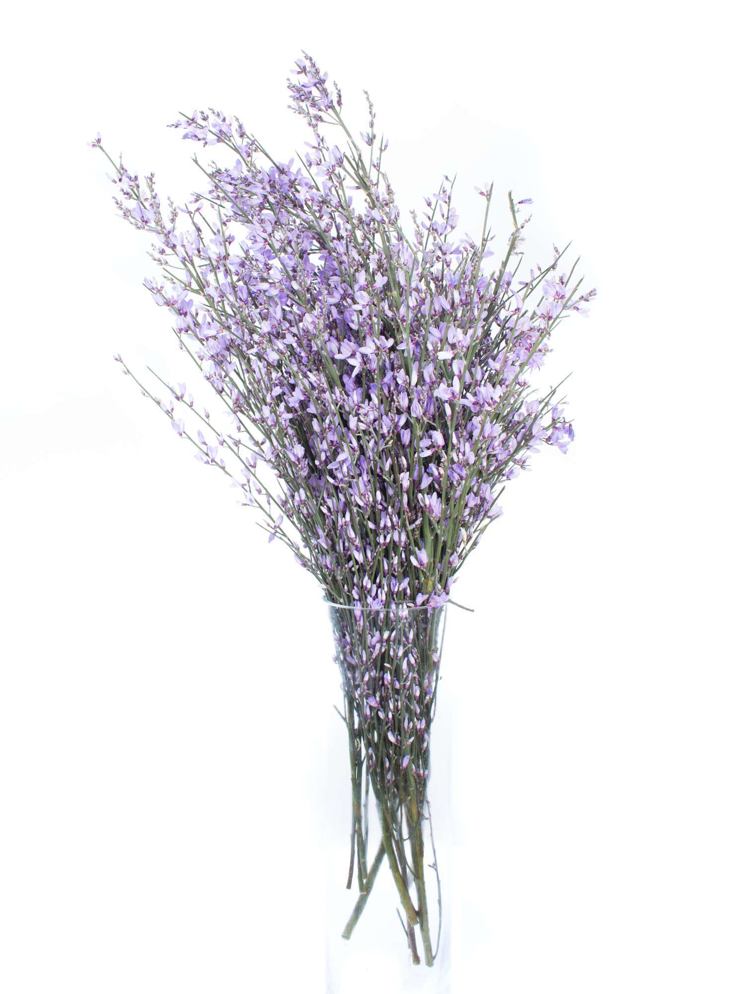 blumigo-ginster-lila-deko-zweige-f-r-die-vase image 2