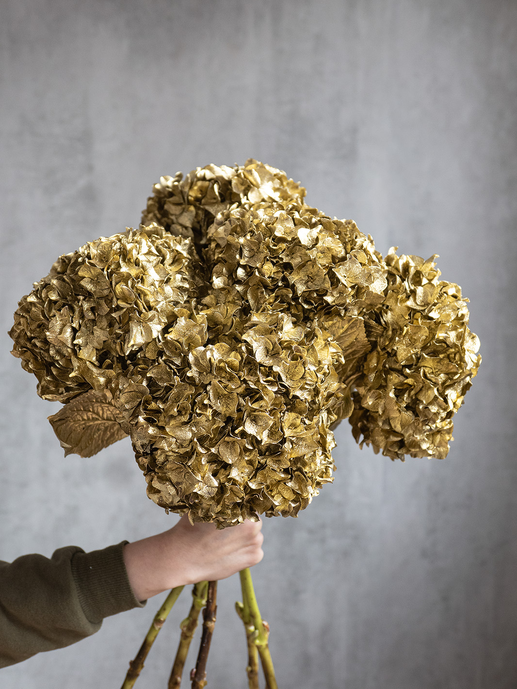 blumigo-hortensien-painted-gold-schnittblume-stiel image 2