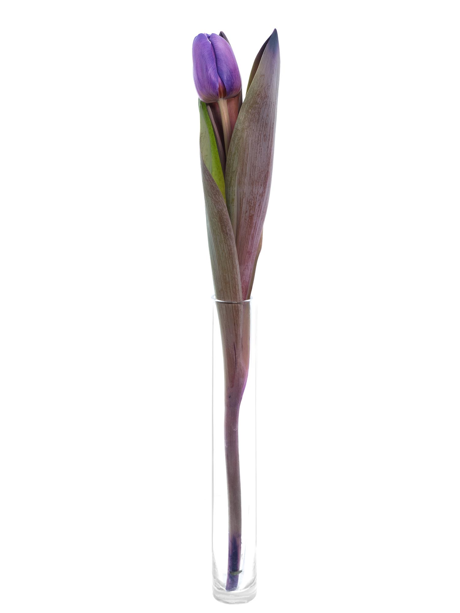 blumigo-tulpen-painted-purple-violette-schnittblume image 4
