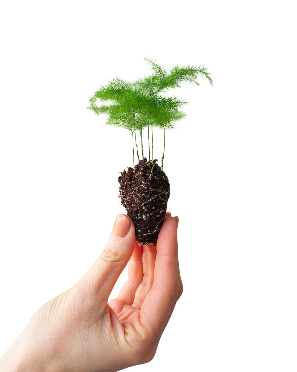 plnts-babyplnts-asparagus-fern-zimmerpflanze-15-cm-federartig image 1