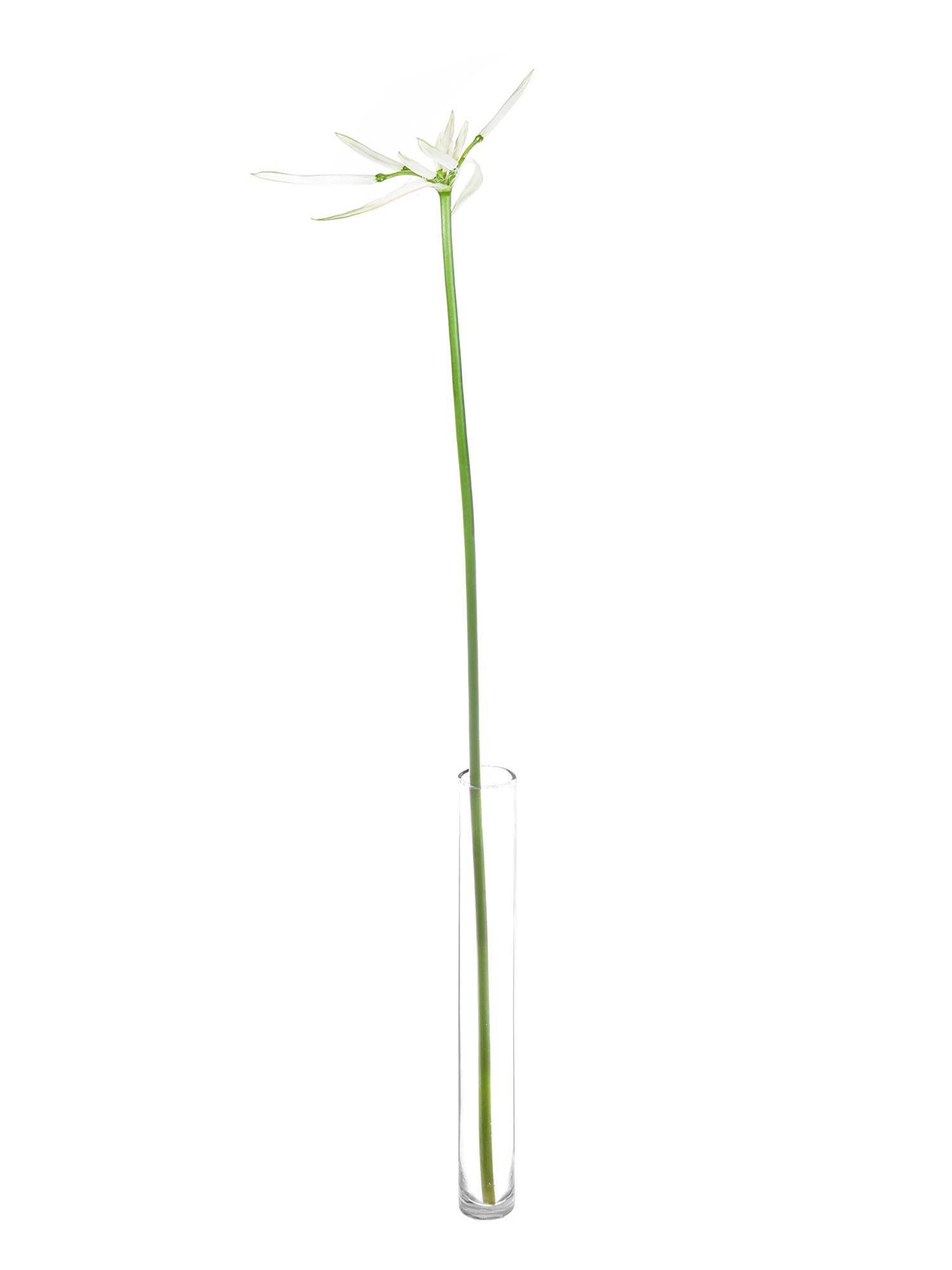 blumigo-nerine-white-charm-guernseylilie-wei image 3