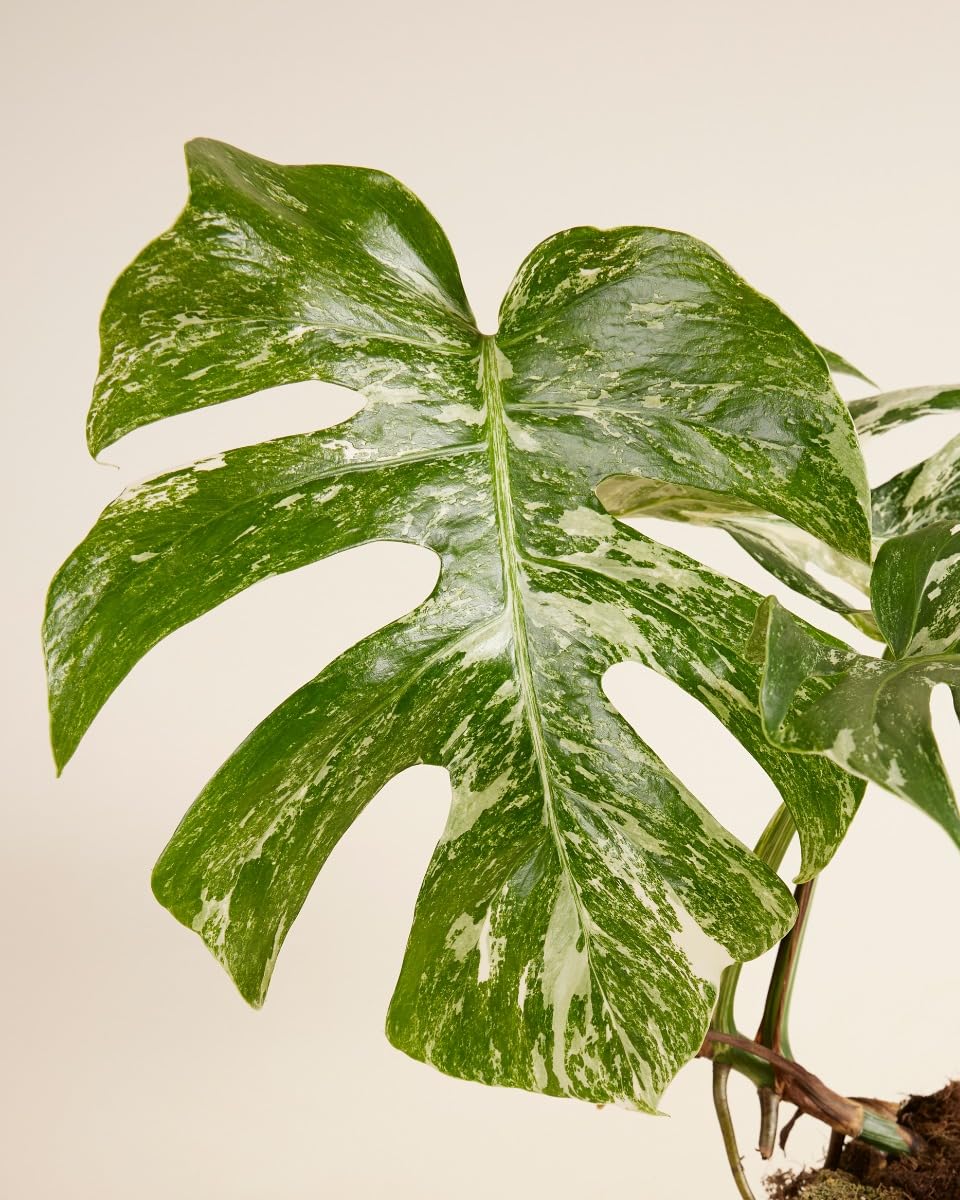 plnts-rareplnts-monstera-deliciosa-variegated-fensterblatt-45cm image 3