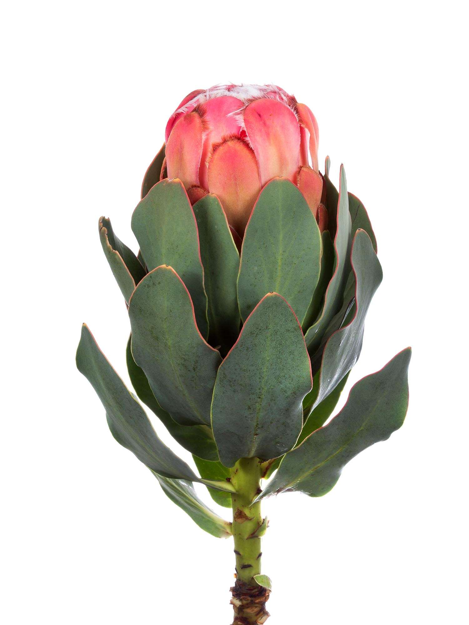 blumigo-proteen-grandiceps-protea-pink-exotische-schnittblume image 4