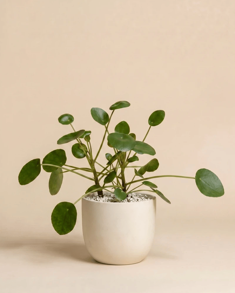 feey-variado-ufopflanze-pilea-zimmerpflanze-klein-ohne-bertopf image 6