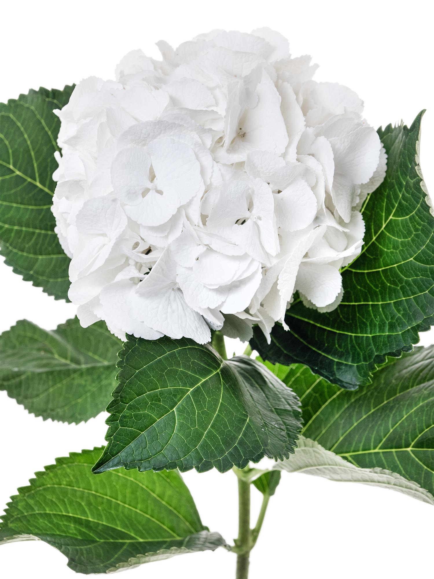 blumigo-hortensien-schneeball-wei-schnittblume-frisch image 1