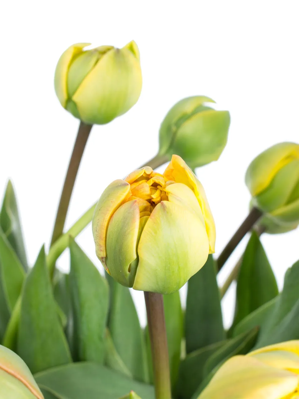 blumigo-tulpen-sun-lover-schnittblumen-gelb-orange-gef-llt image 1