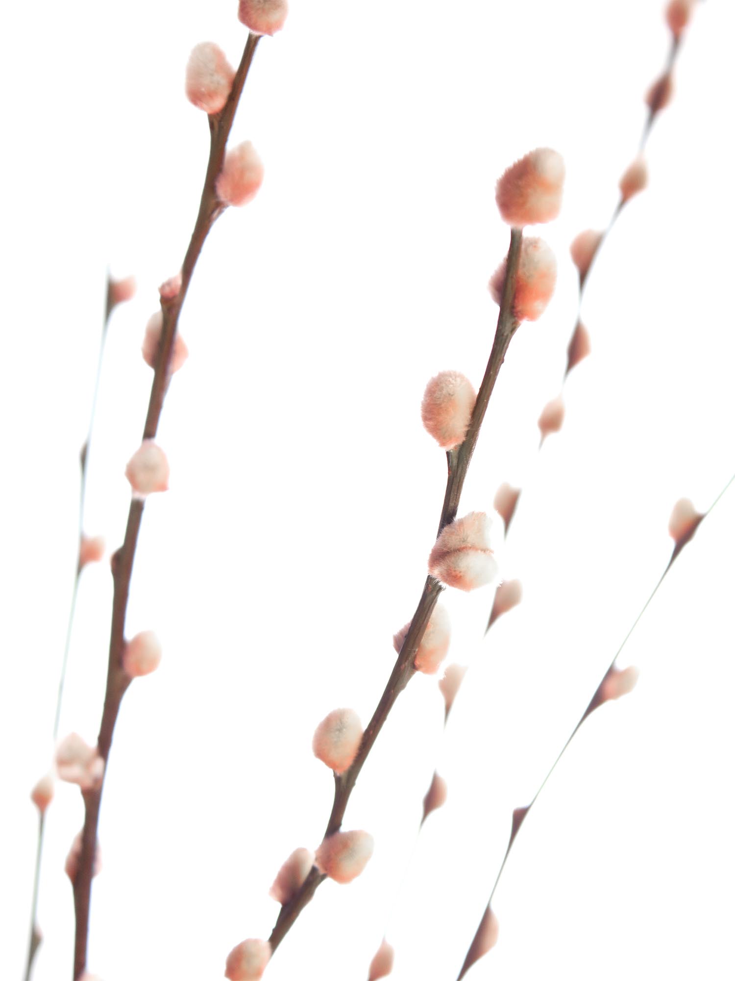 blumigo-zweige-weidenk-tzchen-gef-rbt-rosa-zweigbund image 2