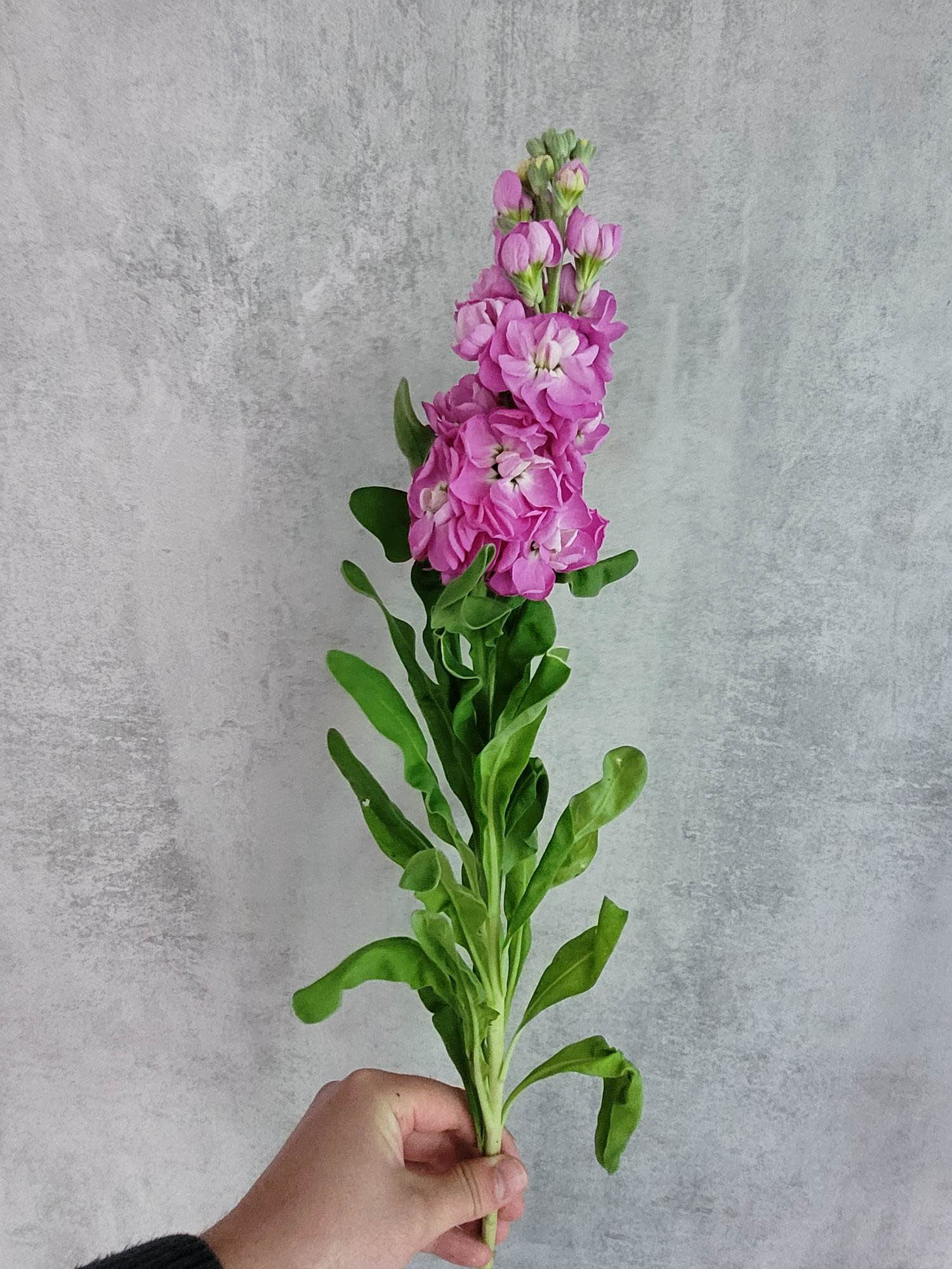 blumigo-rosen-levkoje-mathilda-rose-pink-schnittblume image 3