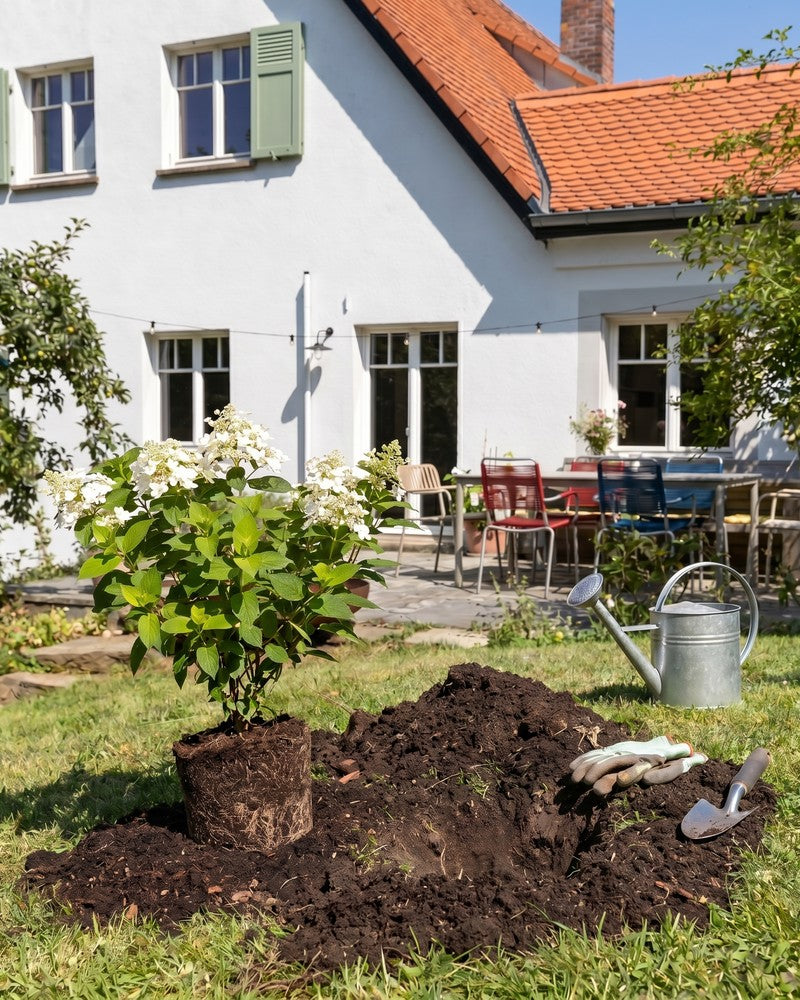 feey-amsterdam-rispenhortensie-weiss-strauch-ohne-topf image 4