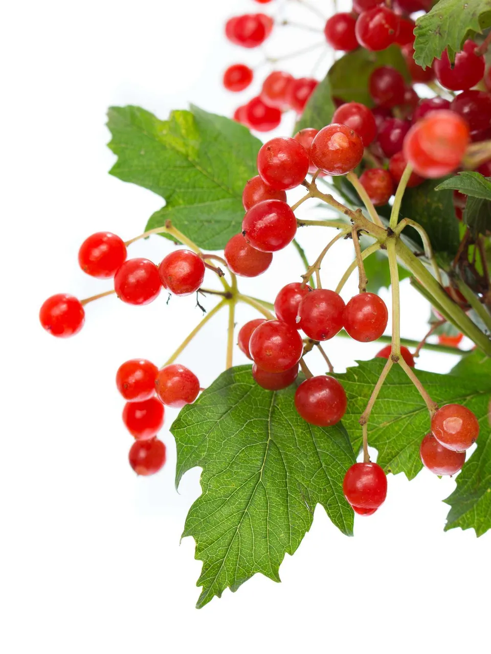 blumigo-zwergschneeball-compactum-roter-beerenzweig image 1