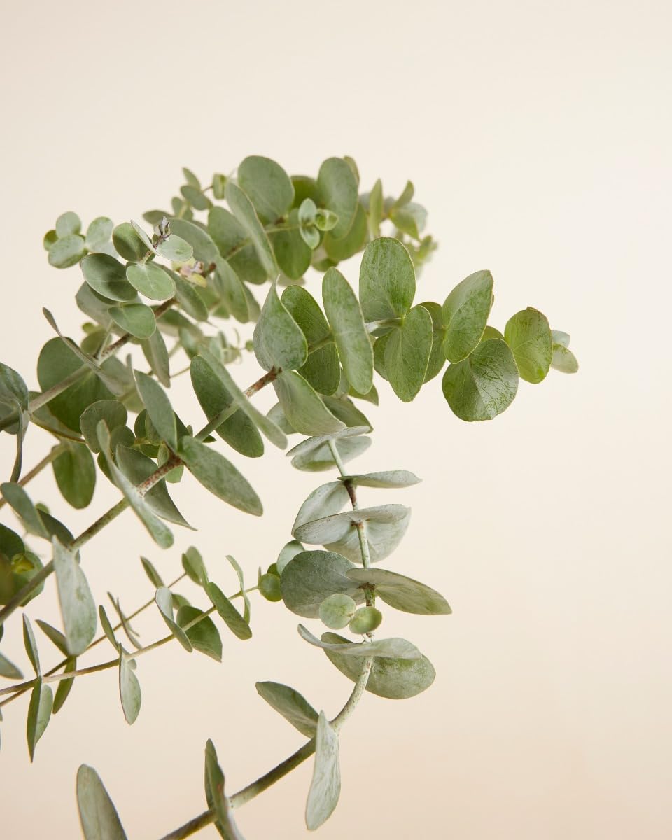 plnts-rareplnts-eucalyptus-gunnii-zimmerpflanze-17cm-50cm-duft image 4