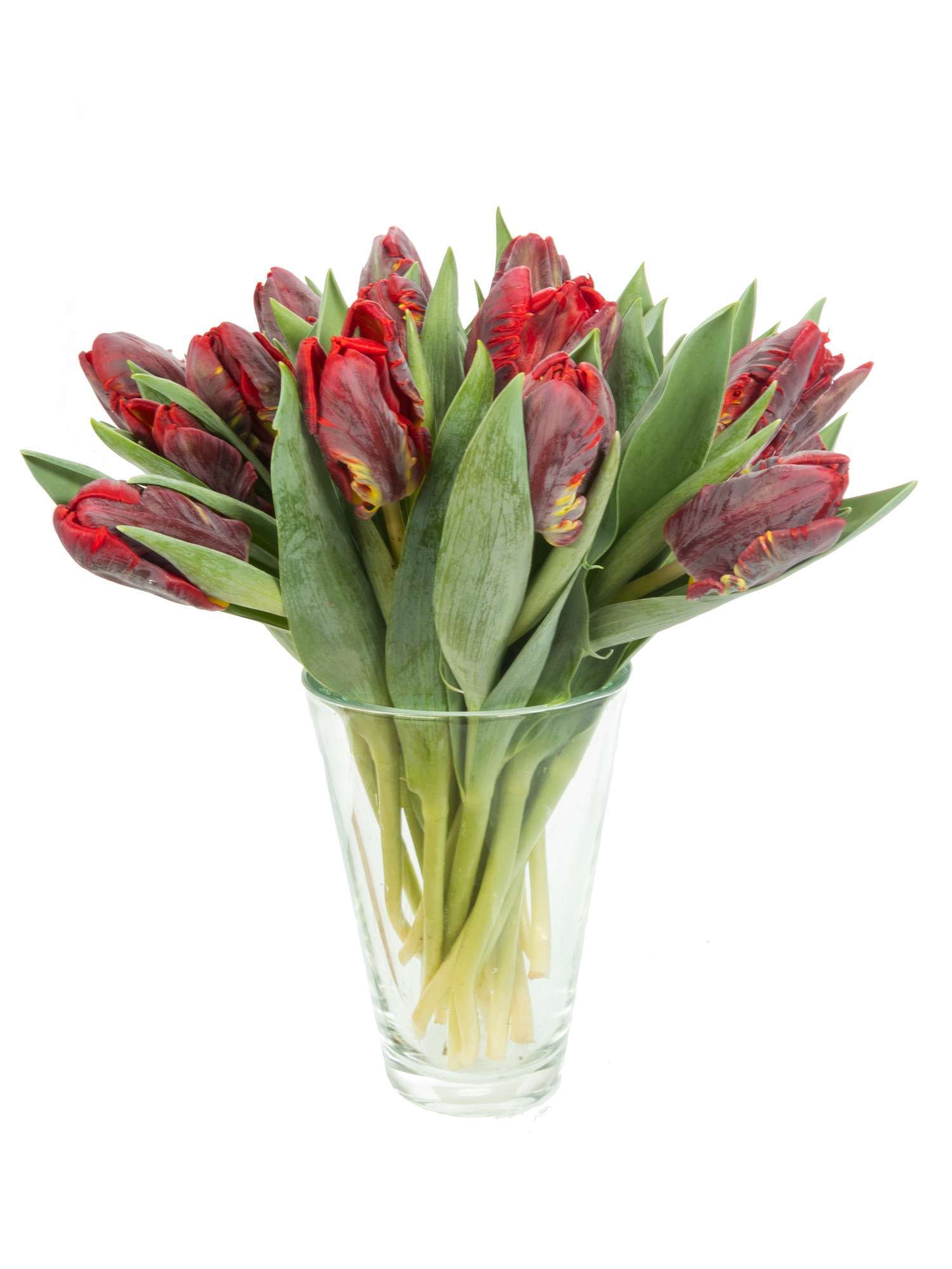 blumigo-rococo-tulpen-papagei-rot-frisch-haltbar image 2