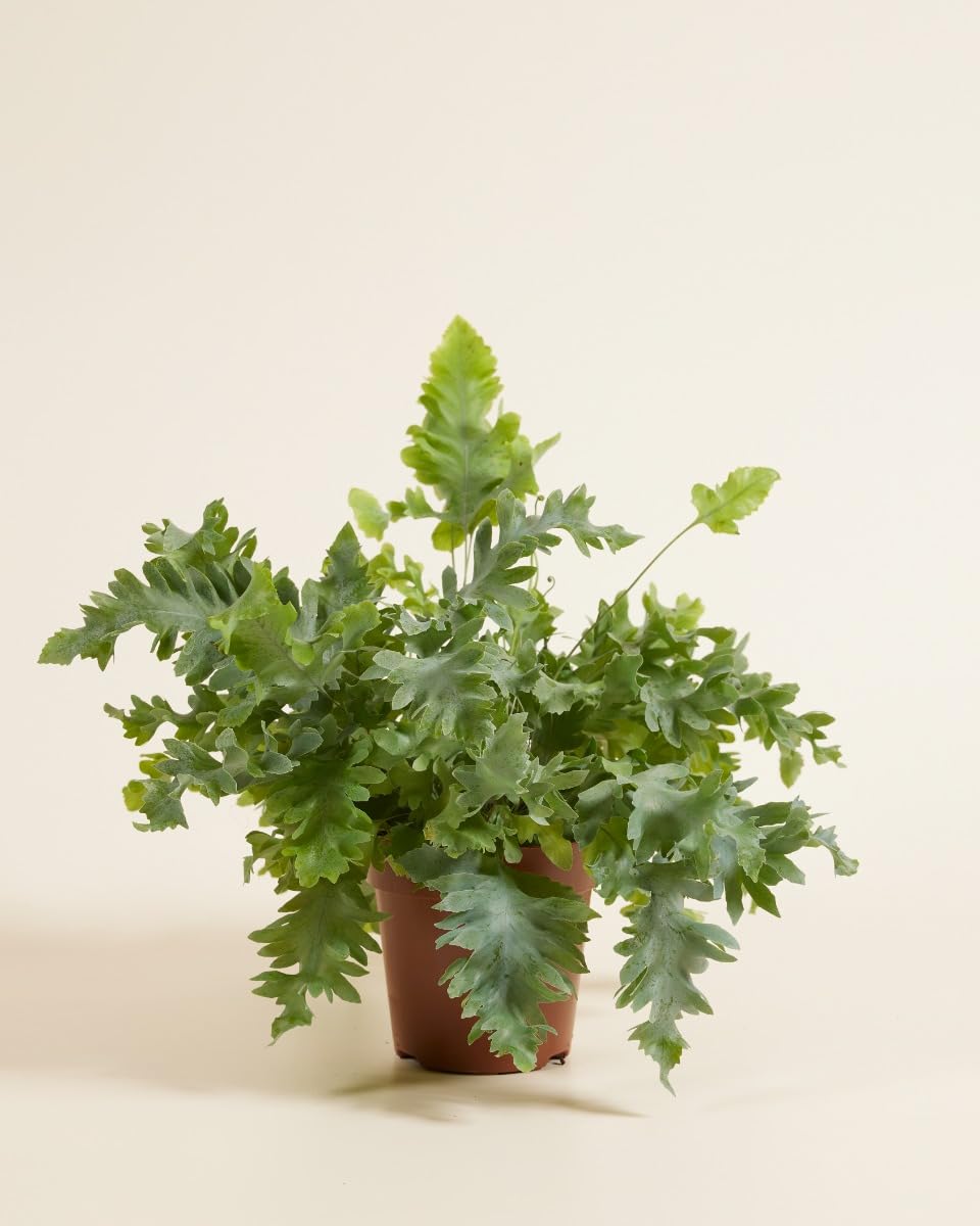 plnts-rareplnts-phlebodium-aureum-davana-zimmerpflanze-25cm-luftreinigend image 2