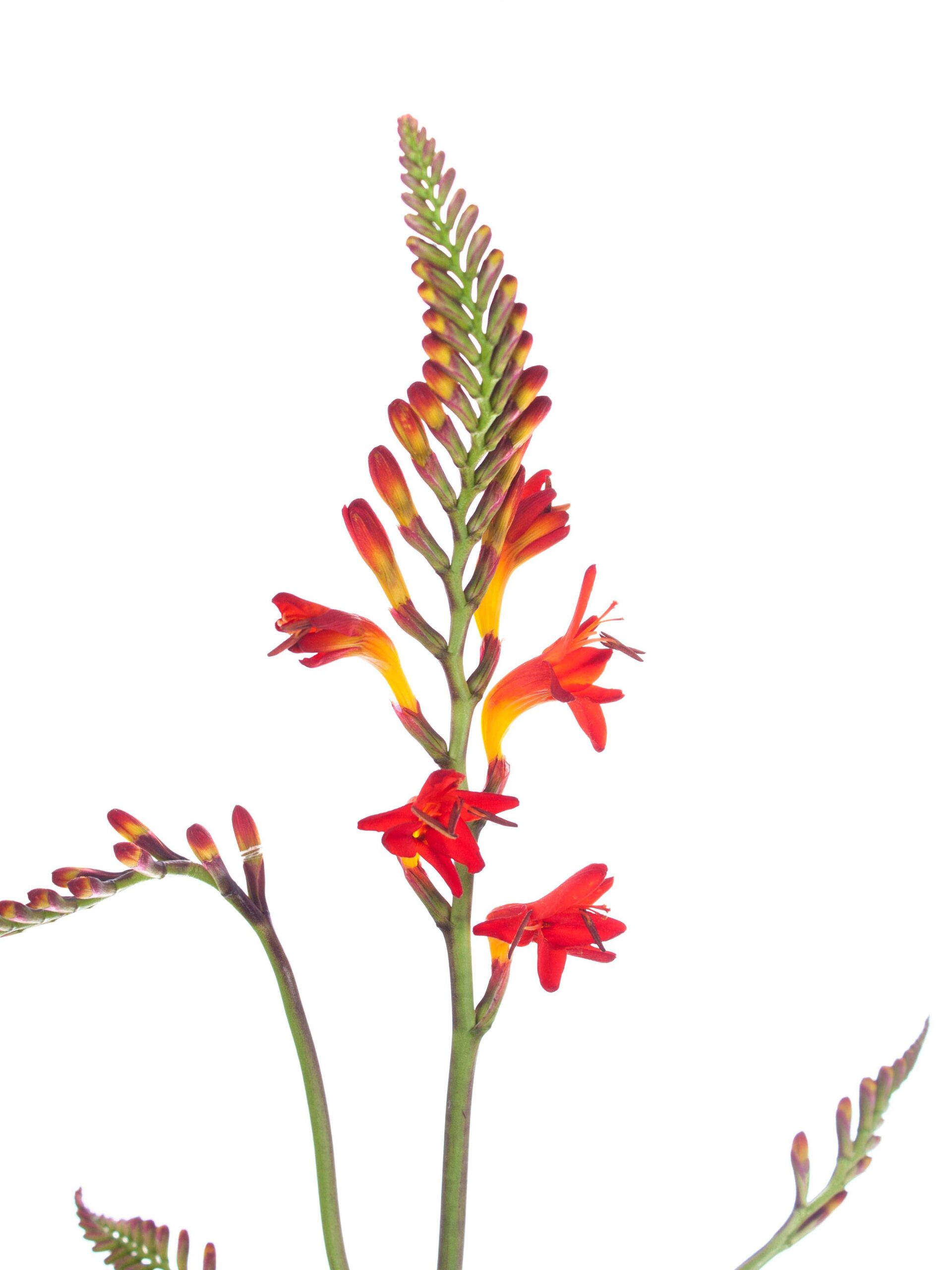blumigo-crocosmia-lucifer-montbretie-orange-rot image 3