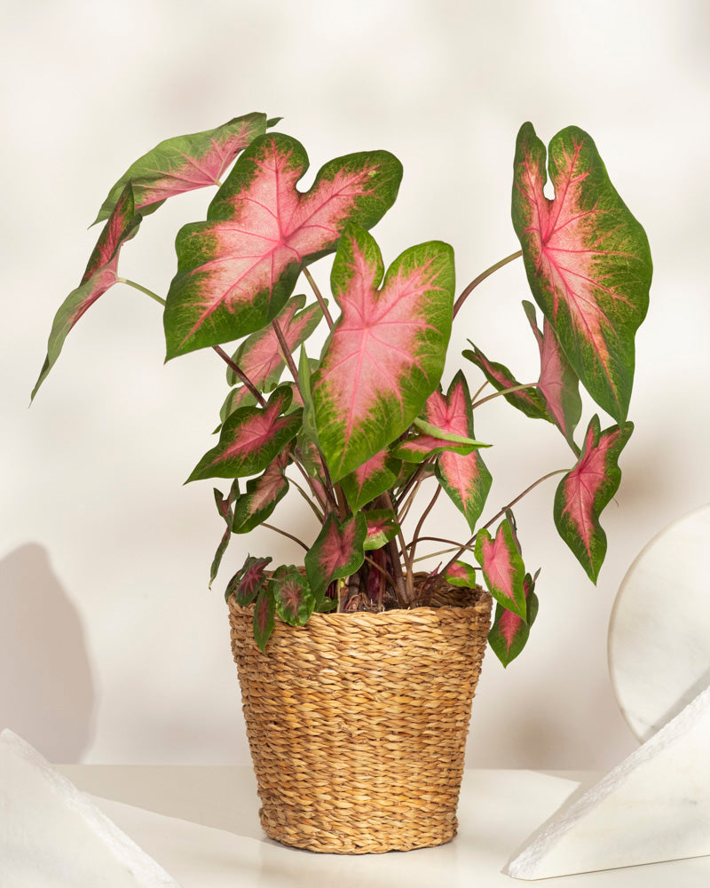 feey-variado-caladium-kathleen-zimmerpflanze-ohne-bertopf-rosa image 7