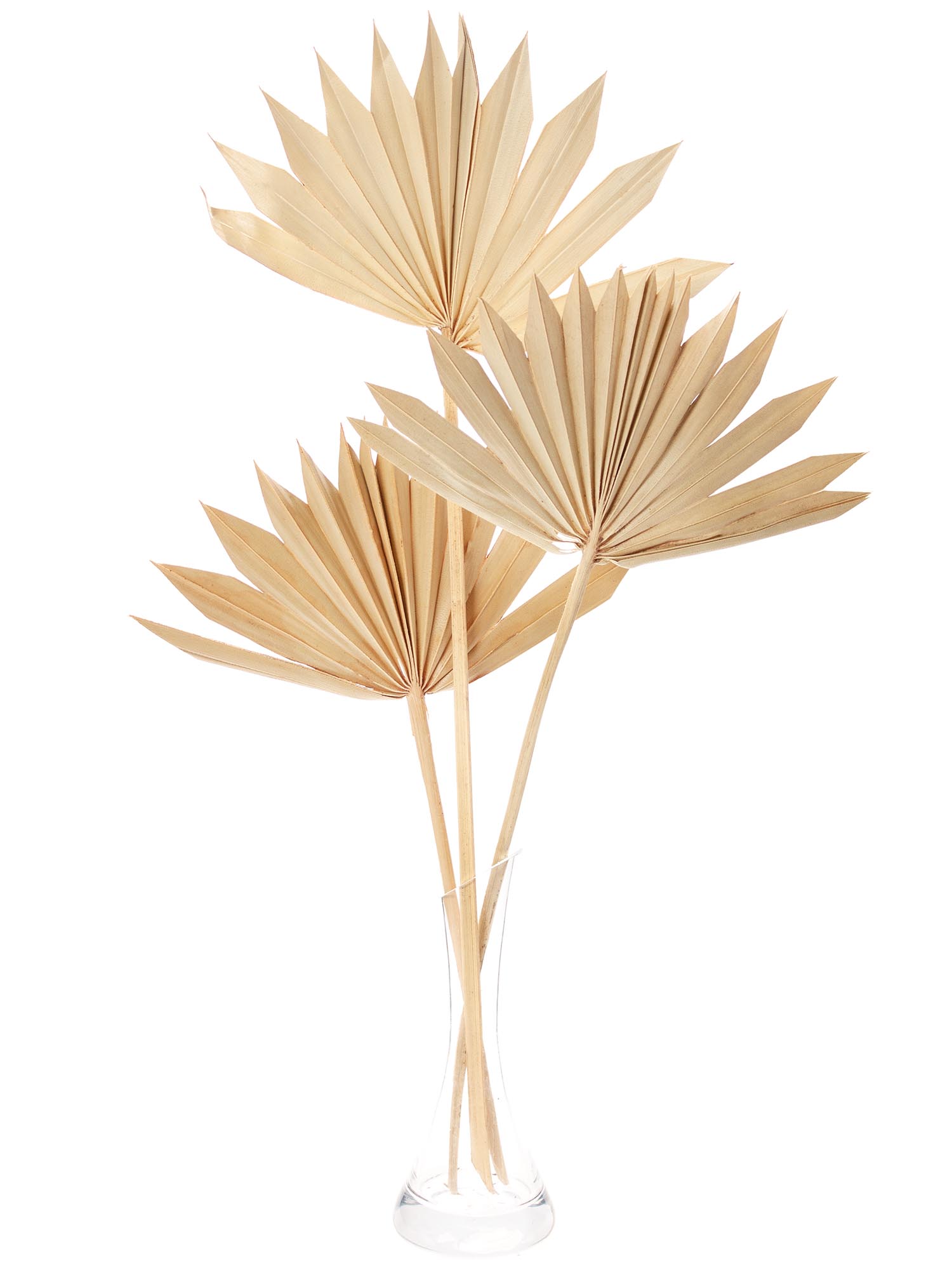 blumigo-palm-spear-trockenblume-natur-einzelstiel image 6