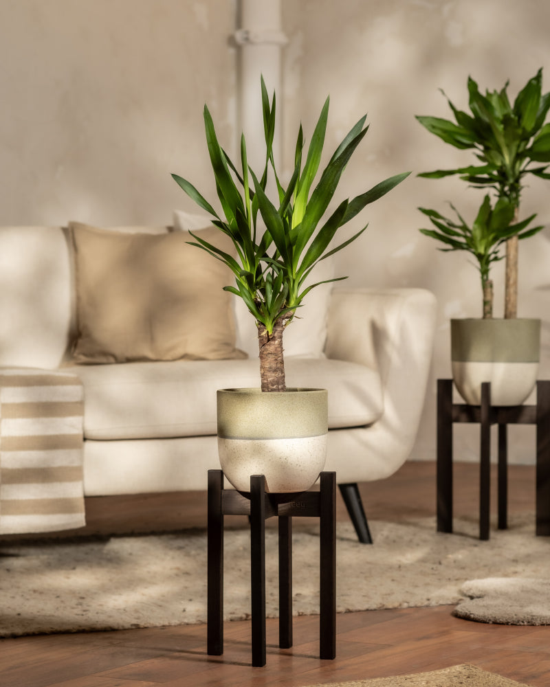 feey-variado-kleine-yucca-zimmerpflanze-ohne-bertopf image 4