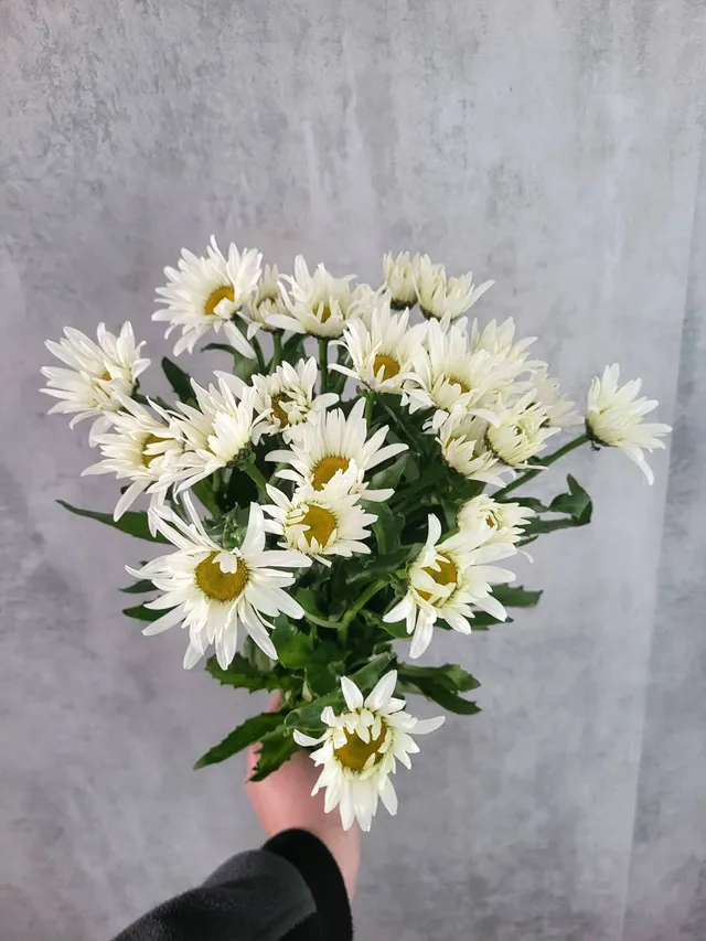 blumigo-blattwerk-margeriten-vulgare-schnittblume-wei-gelb image 1