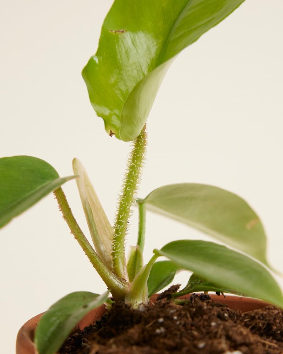 plnts-babyplnts-philodendron-squamiferum-zimmerpflanze-25cm image 5