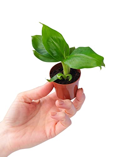 plnts-babyplnts-musa-dwarf-bananenpflanze-mini-15cm image 8