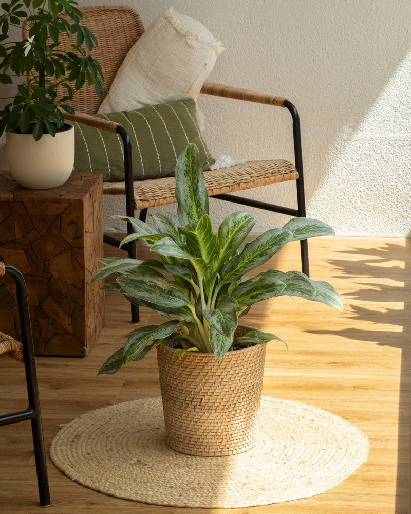 feey-variado-aglaonema-emerald-stone-zimmerpflanze-ohne-bertopf image 4