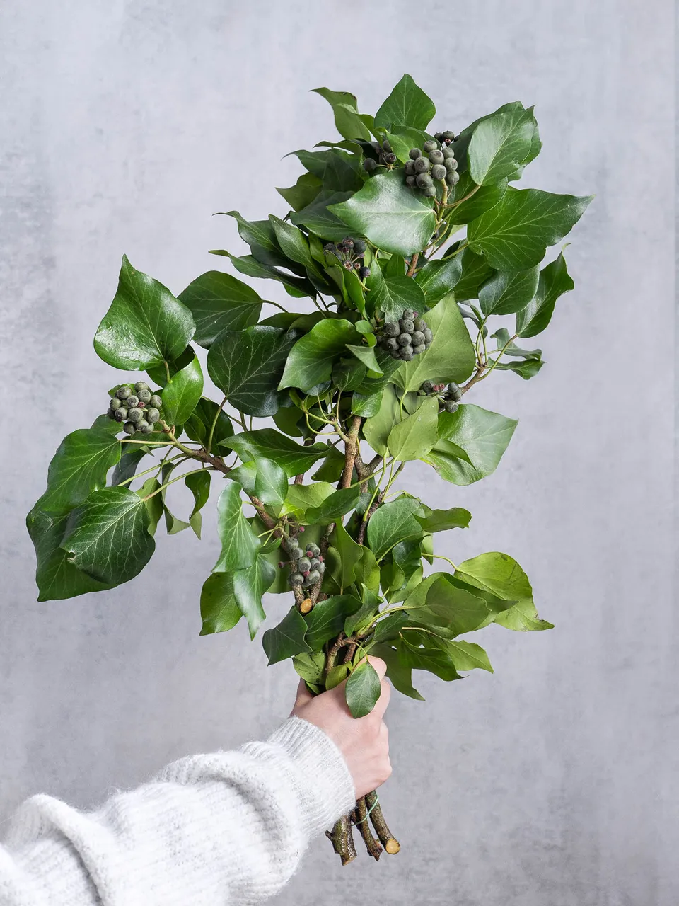 blumigo-blattwerk-efeu-mit-beeren-bindegr-n-frischgr-n image 1