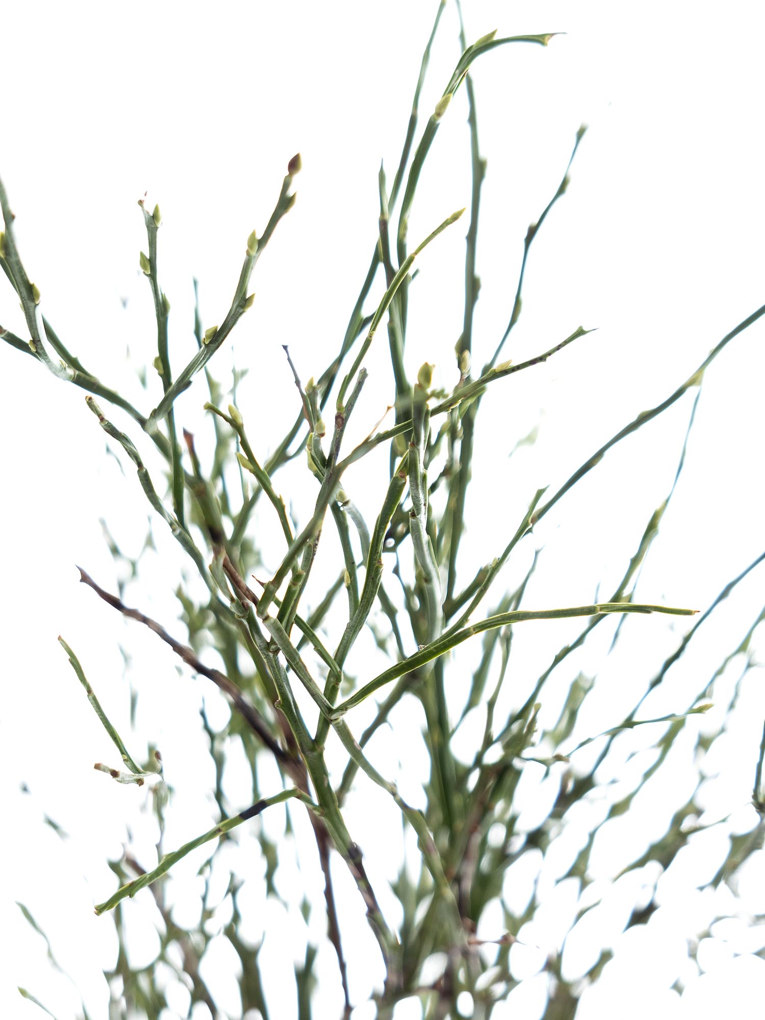 blumigo-blattwerk-heidelbeergr-n-bindegr-n-frisch-geschnitten image 2