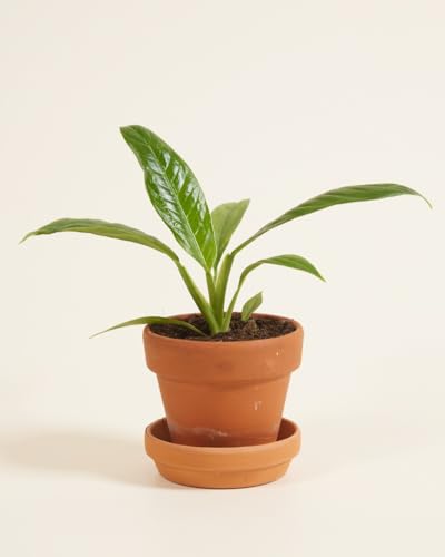 plnts-baby-philodendron-campii-zimmerpflanze-8-cm-pflegeleicht image 8