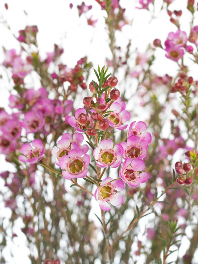 blumigo-blattwerk-wachsblume-adi-schnittblume-pink image 1