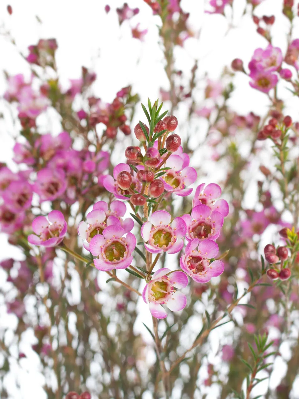 blumigo-blattwerk-wachsblume-adi-schnittblume-pink image 1