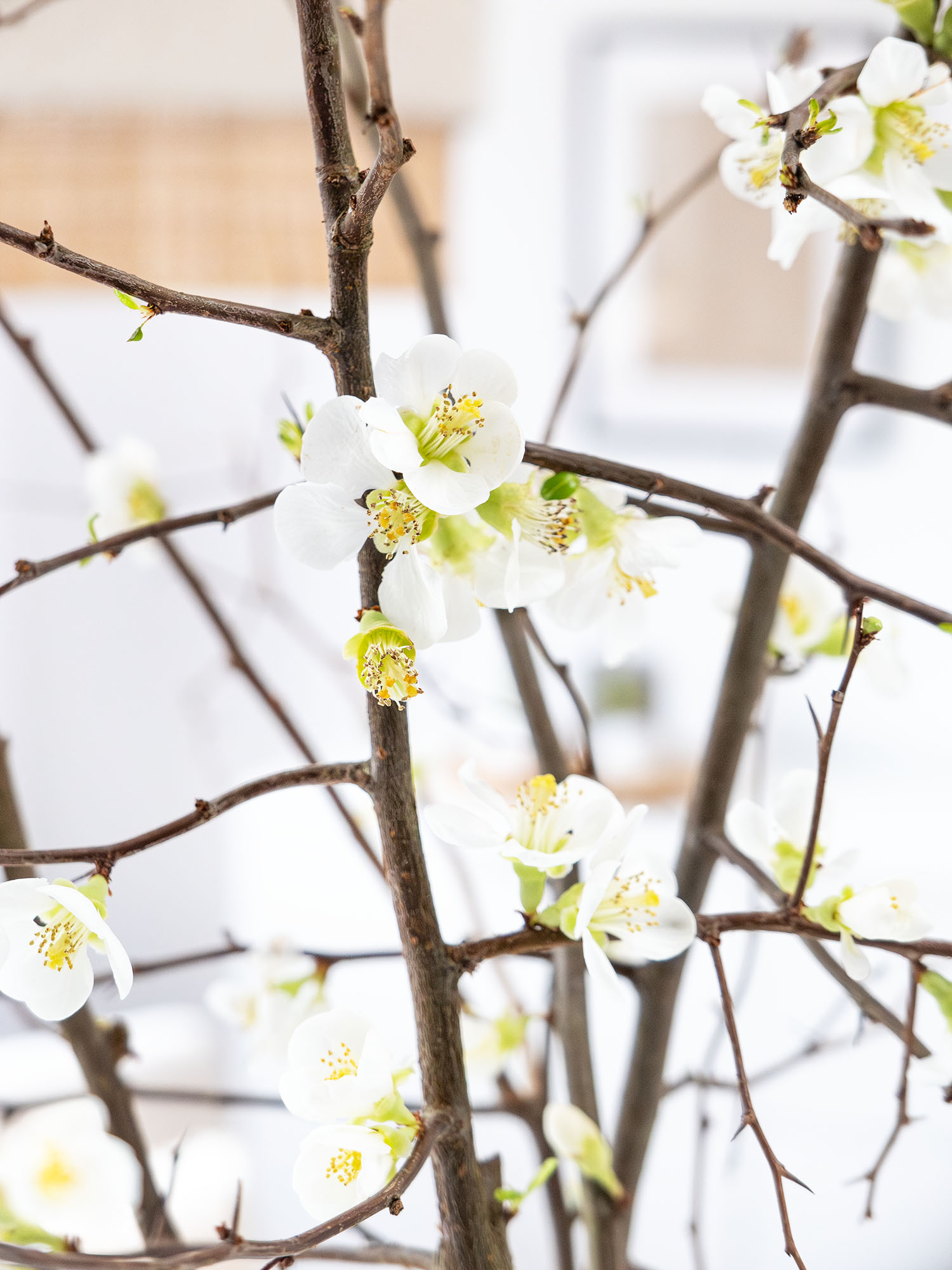 blumigo-zweige-quittenzweige-chaenomeles-wei image 1