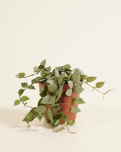 plnts-rareplnts-hoya-kroniana-eskimo-wachsblume-12cm-30cm image 8