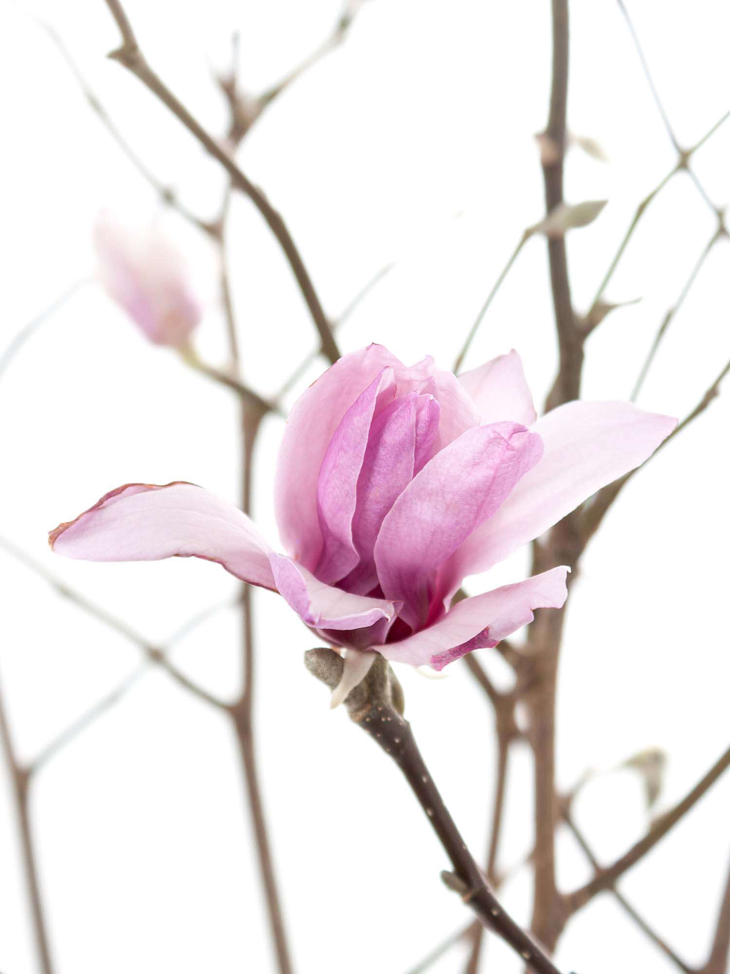 blumigo-zweige-magnolienzweige-bund-rosa-wei image 2