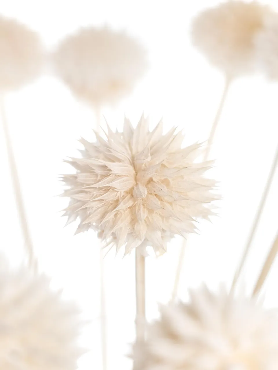 blumigo-l-wenohr-leonotis-creme-wei-trockenblume-gebleicht image 1