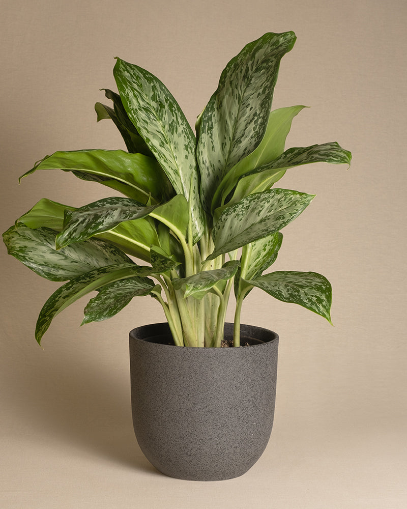 feey-variado-aglaonema-greenlight-zimmerpflanze-ohne-bertopf image 5