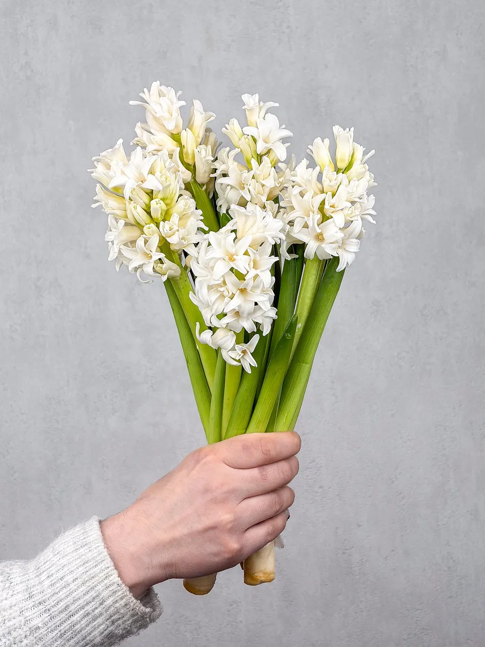 blumigo-white-king-hyazinthe-wei-fr-hlingsknolle-stiel image 1
